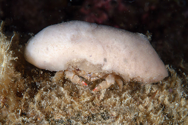 Dromia personata